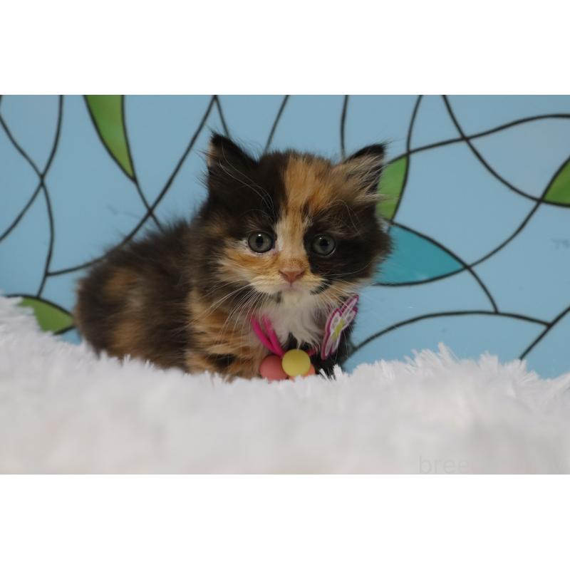 販売中の東京都のマンチカン(短足)-137881の4枚目