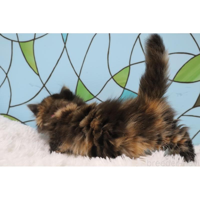 販売中の東京都のマンチカン(短足)-137881の3枚目