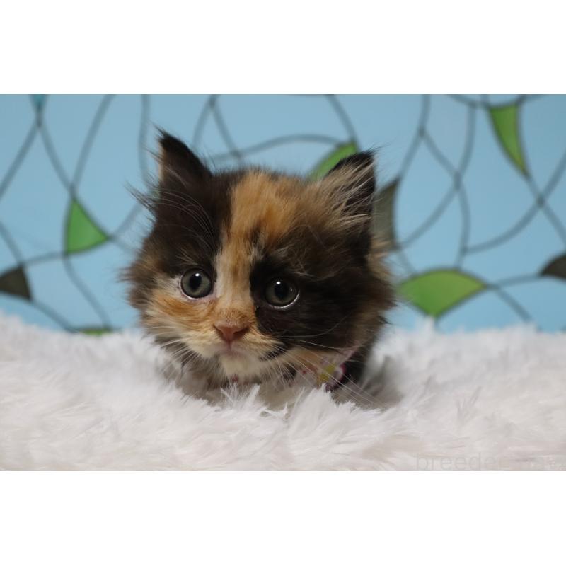 販売中の東京都のマンチカン(短足)-137881の2枚目