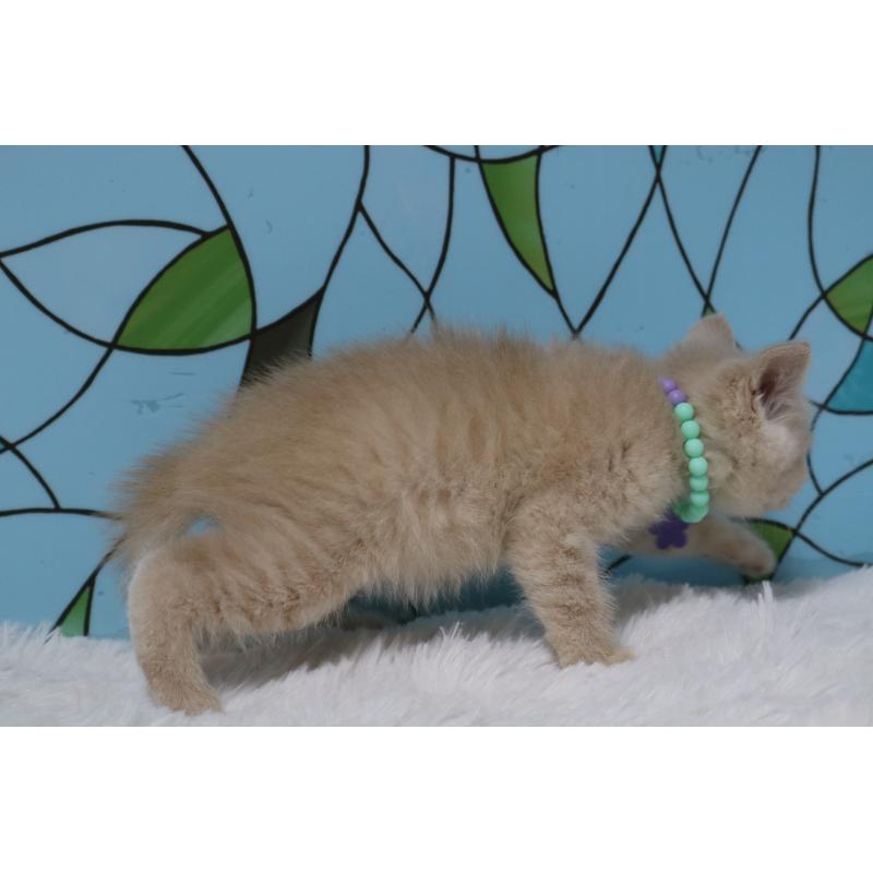 販売中の東京都のマンチカン-137882の5枚目