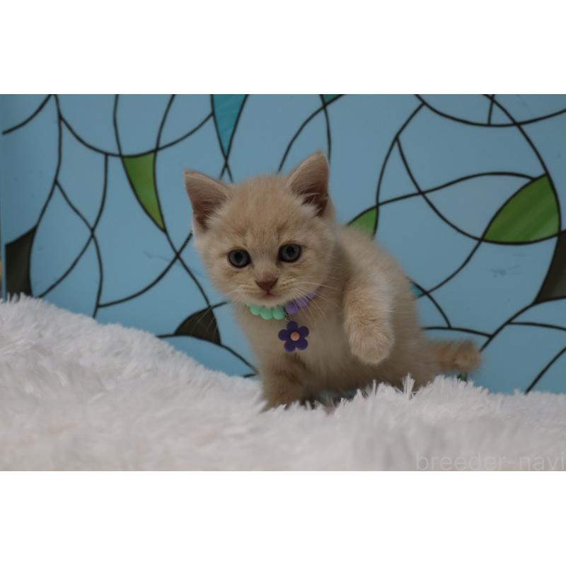 販売中の東京都のマンチカン-137882の4枚目