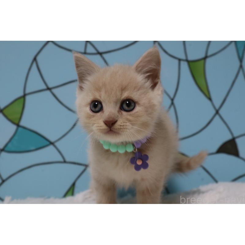 販売中の東京都のマンチカン-137882の3枚目