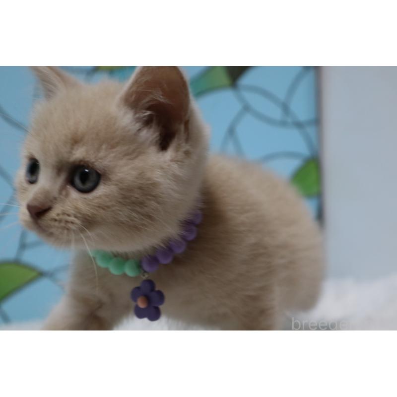 販売中の東京都のマンチカン-137882の2枚目