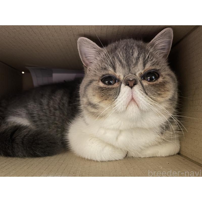 にごちゃん1枚目