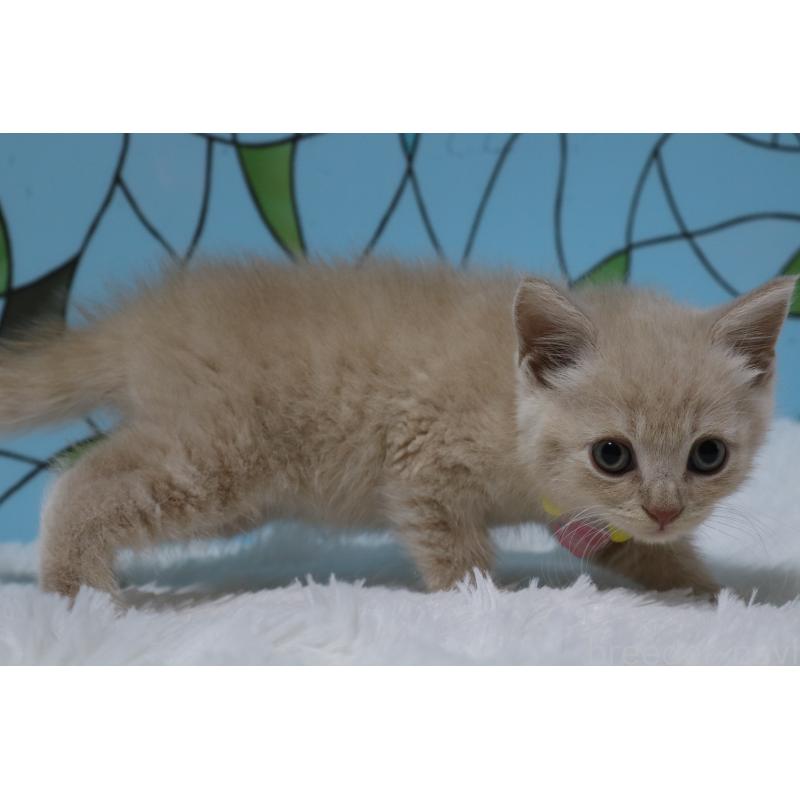 販売中の東京都のマンチカン-137883の5枚目