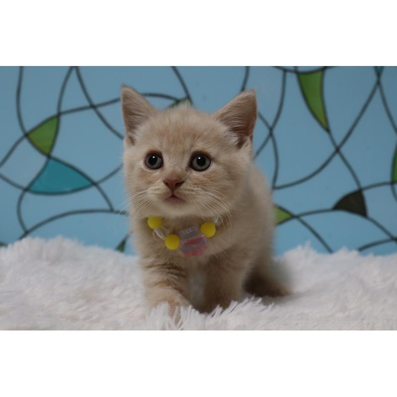 販売中の東京都のマンチカン-137883の4枚目