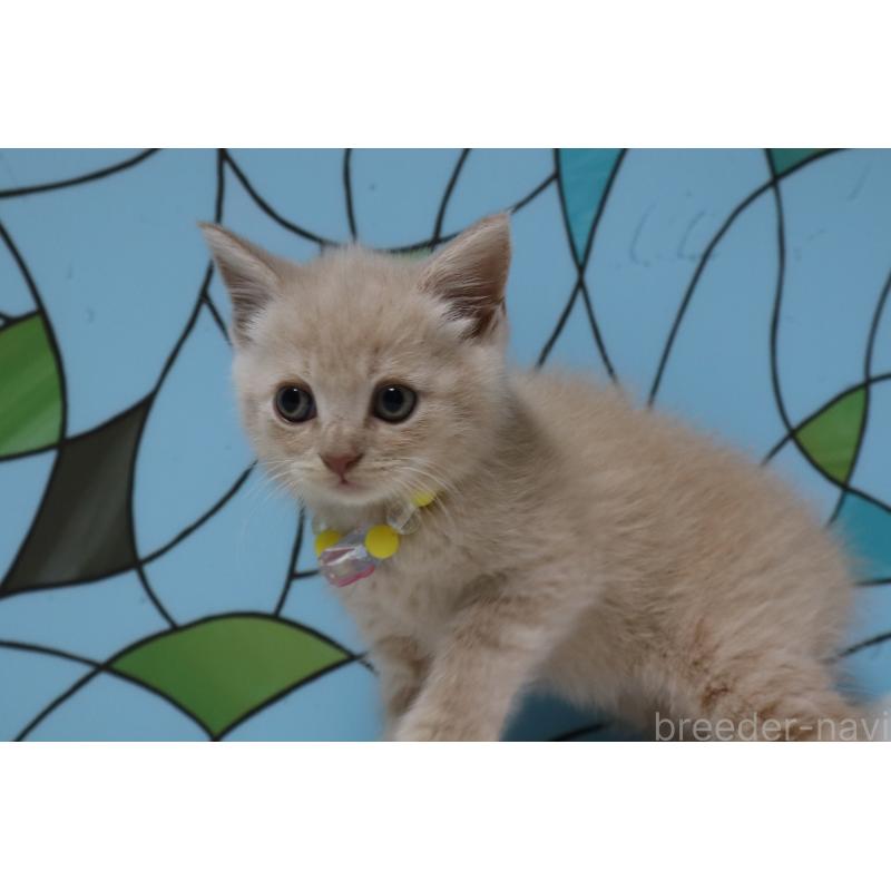 販売中の東京都のマンチカン-137883の3枚目