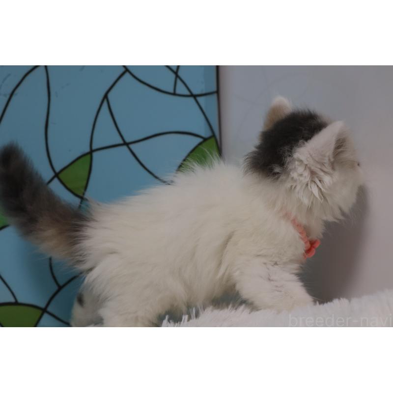 販売中の東京都のマンチカン-137885の5枚目