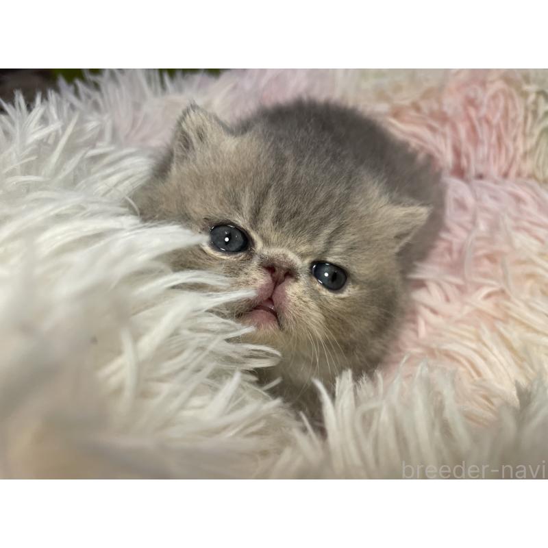 販売中の京都府のエキゾチックショートヘア-137884の8枚目