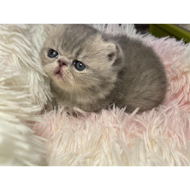 販売中の京都府のエキゾチックショートヘア-137884の7枚目