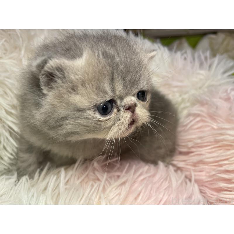 販売中の京都府のエキゾチックショートヘア-137884の6枚目