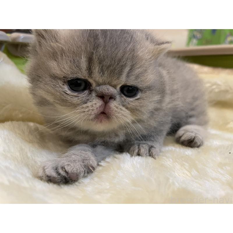 販売中の京都府のエキゾチックショートヘア-137884の5枚目