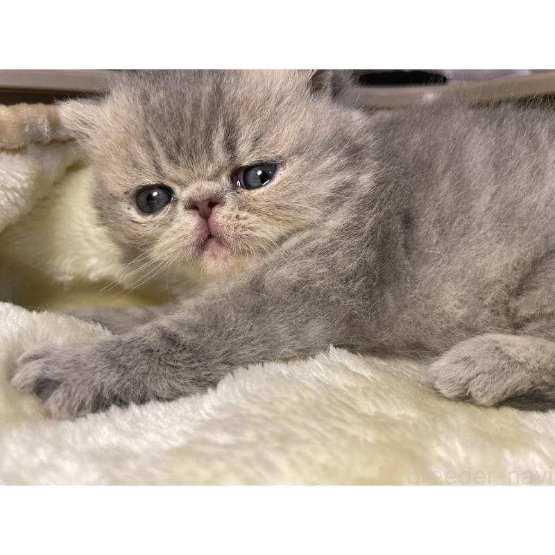 販売中の京都府のエキゾチックショートヘア-137884の4枚目