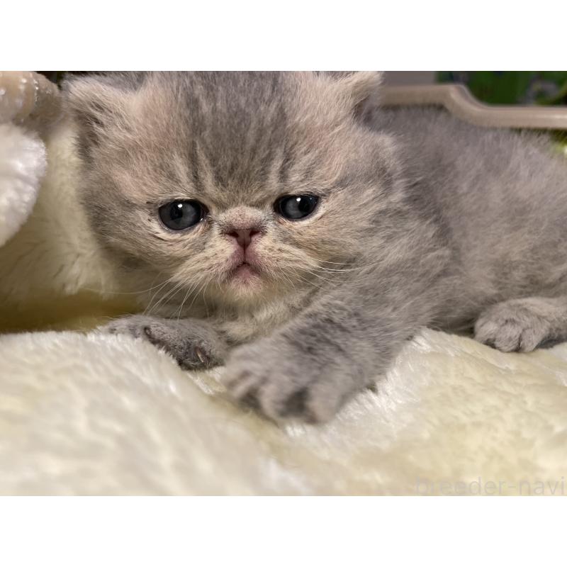 販売中の京都府のエキゾチックショートヘア-137884の3枚目