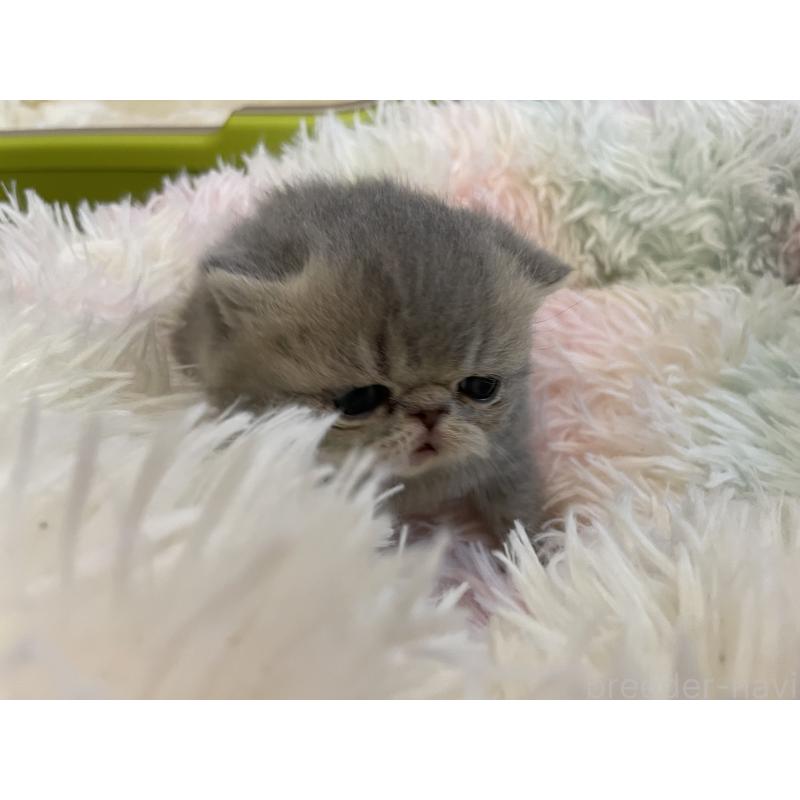 販売中の京都府のエキゾチックショートヘア-137884の2枚目