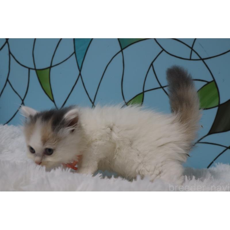 販売中の東京都のマンチカン-137885の4枚目