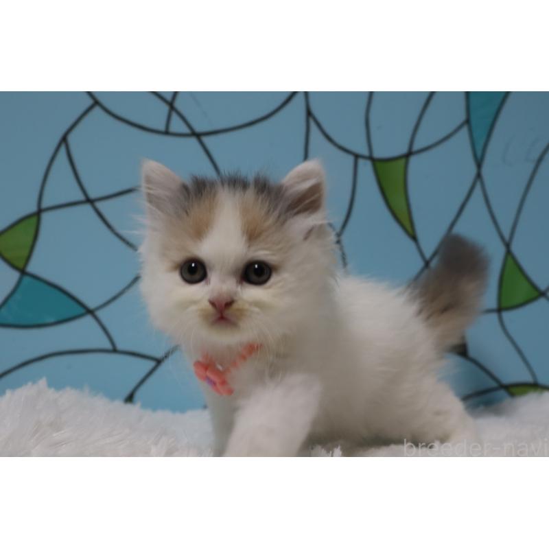 販売中の東京都のマンチカン-137885の3枚目