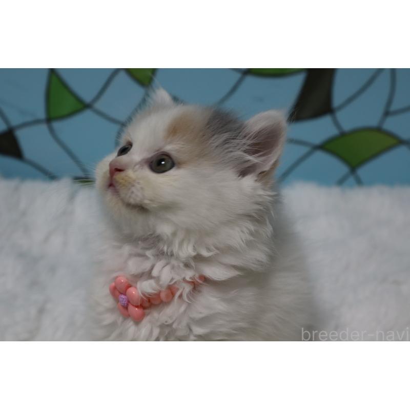 販売中の東京都のマンチカン-137885の2枚目