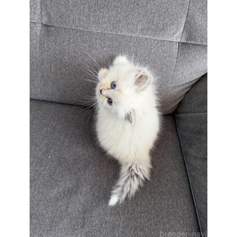 販売中の滋賀県のサイベリアン-137887