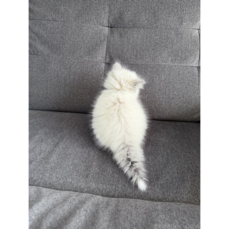 販売中の滋賀県のサイベリアン-137887の3枚目