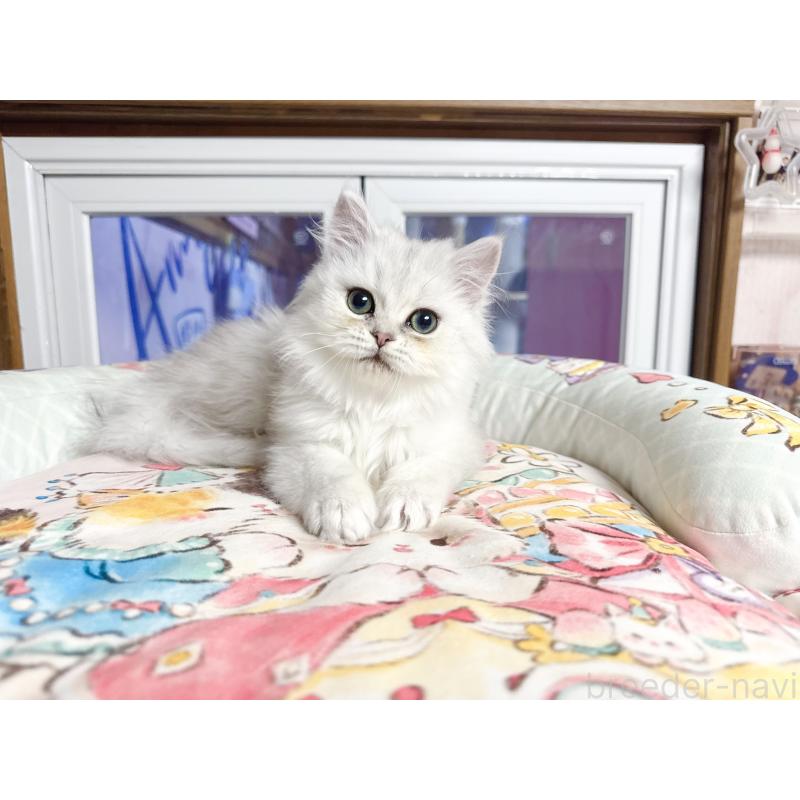 販売中の千葉県のペルシャ(チンチラ)-130787の5枚目