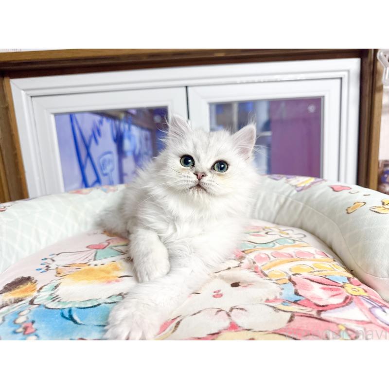 販売中の千葉県のペルシャ(チンチラ)-130787の2枚目