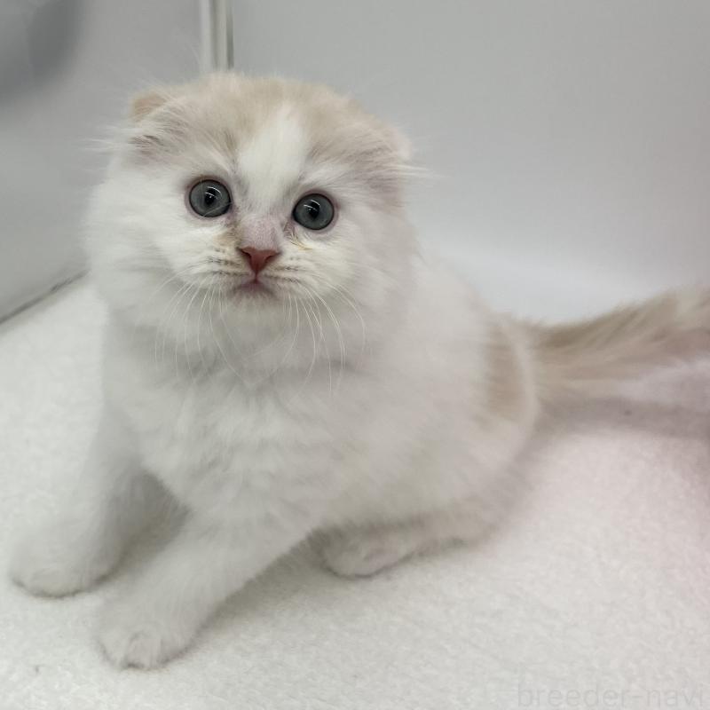 販売中の愛知県のスコティッシュフォールド(折れ耳)-137994の1枚目