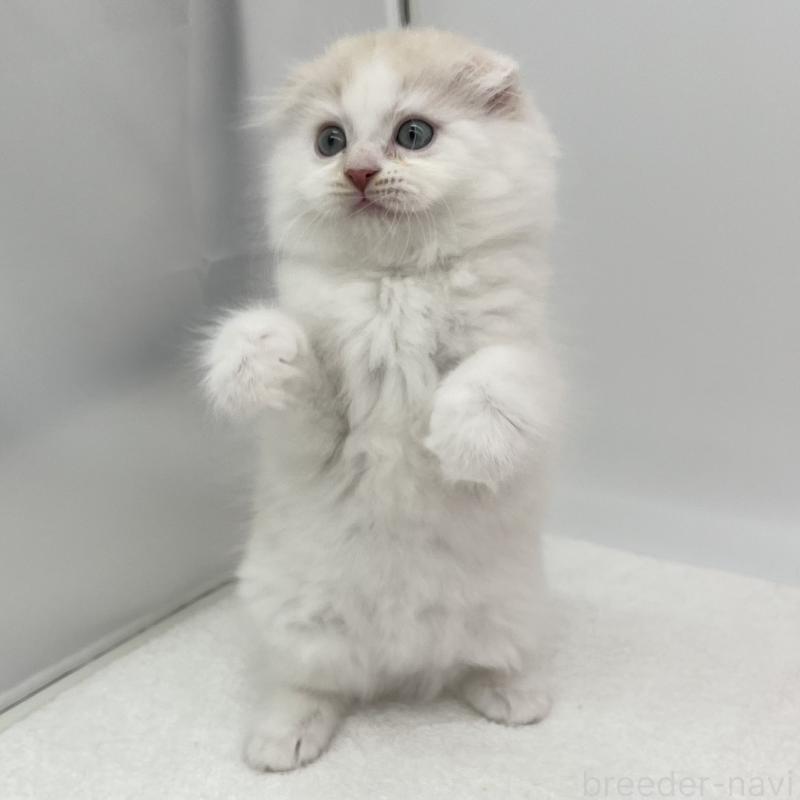 販売中の愛知県のスコティッシュフォールド(折れ耳)-137994の4枚目