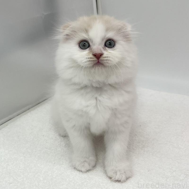 販売中の愛知県のスコティッシュフォールド(折れ耳)-137994の3枚目