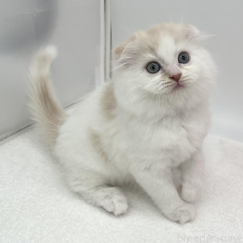 販売中の愛知県のスコティッシュフォールド(折れ耳)-137994の2枚目