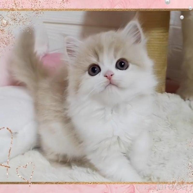 販売中の愛媛県のミヌエット-137996の5枚目