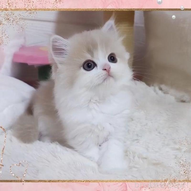 販売中の愛媛県のミヌエット-137996の4枚目