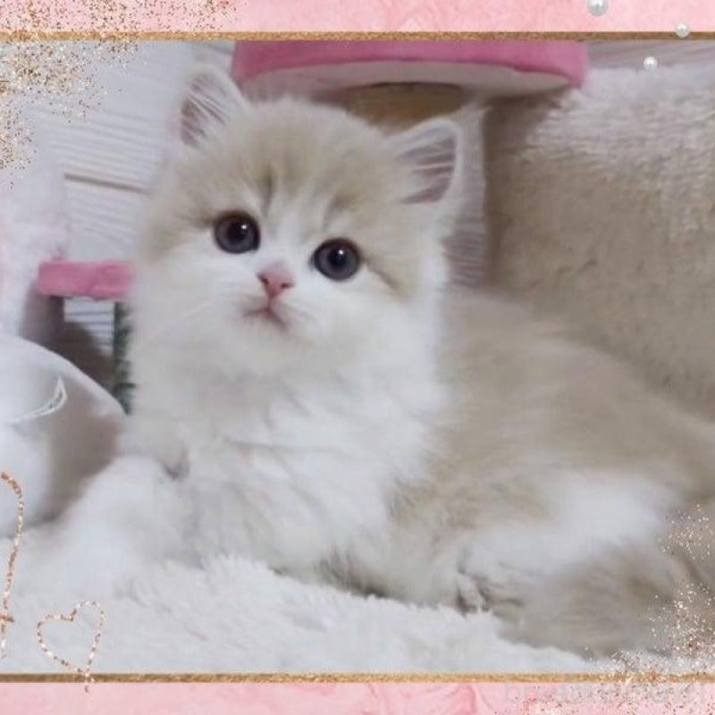 販売中の愛媛県のミヌエット-137996の3枚目