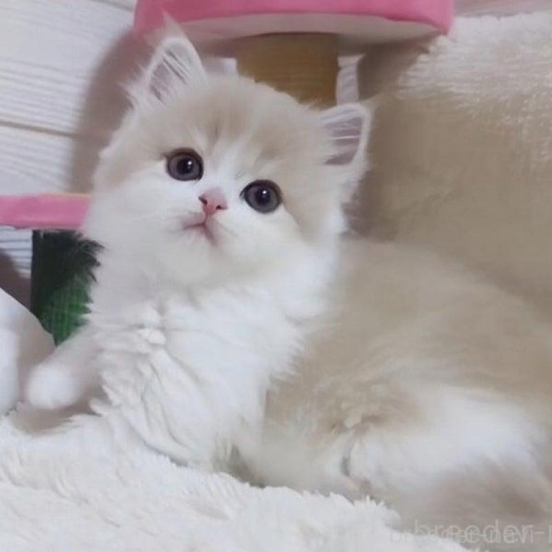 販売中の愛媛県のミヌエット-137996の2枚目