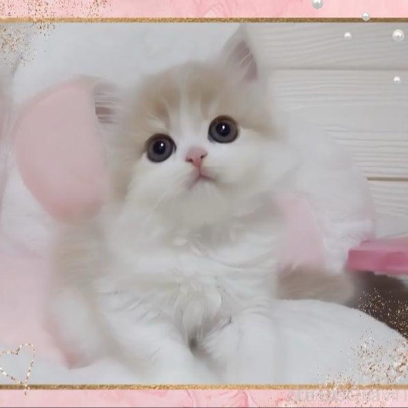 販売中の愛媛県のミヌエット-137996の1枚目