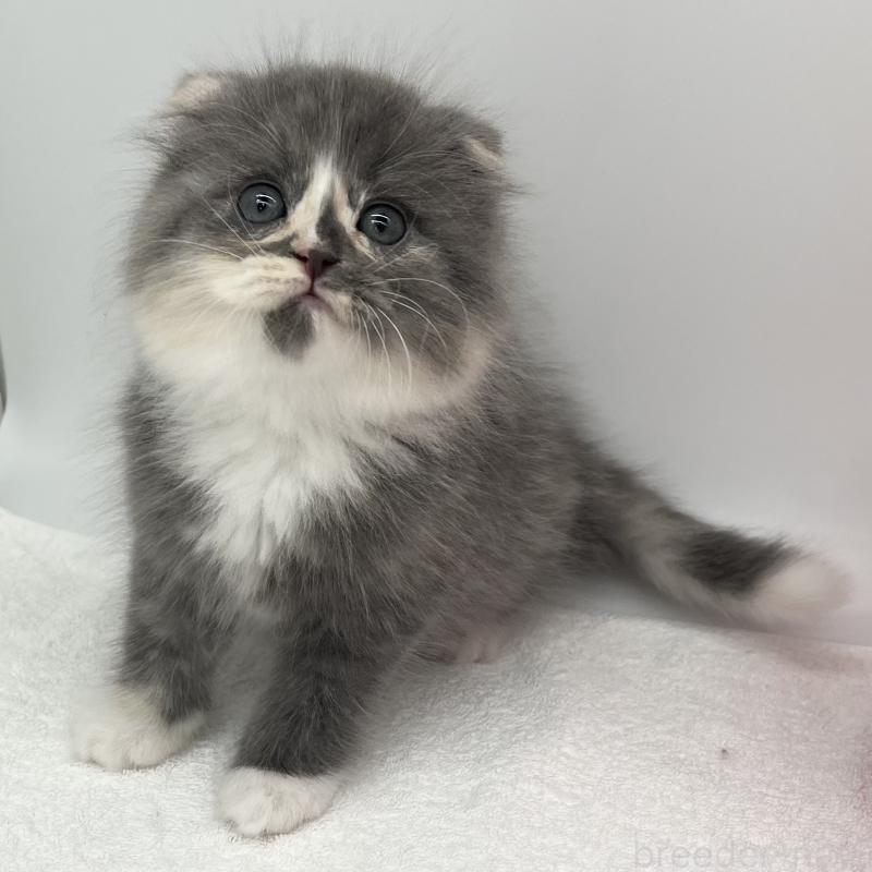 販売中の愛知県のスコティッシュフォールド(折れ耳)-137995の1枚目