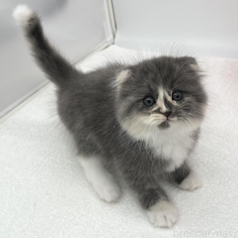 販売中の愛知県のスコティッシュフォールド(折れ耳)-137995の5枚目