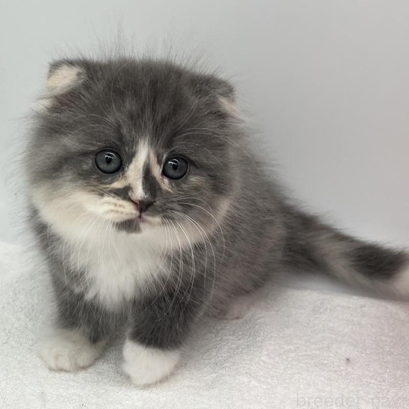 販売中の愛知県のスコティッシュフォールド(折れ耳)-137995の4枚目