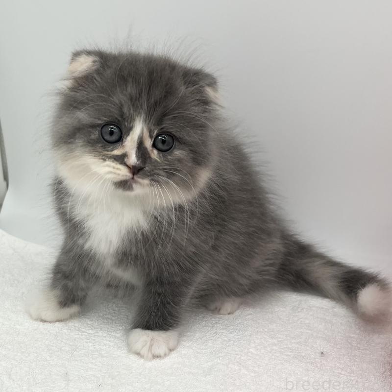 販売中の愛知県のスコティッシュフォールド(折れ耳)-137995の2枚目