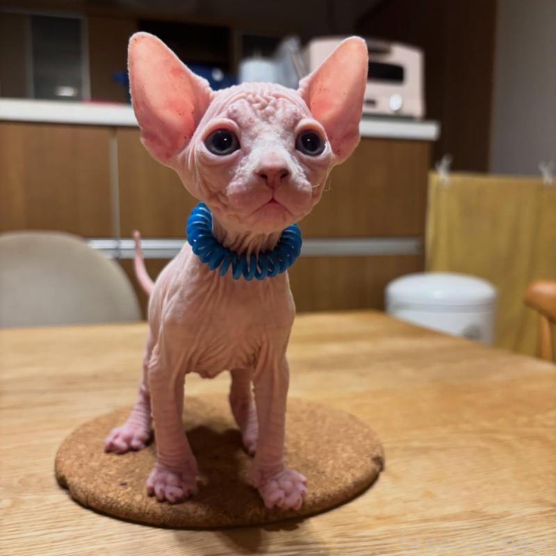 販売中の福岡県のスフィンクス-137997の2枚目