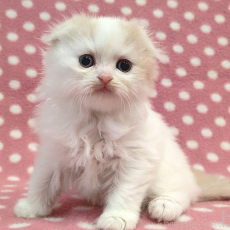 販売中の愛知県のスコティッシュフォールド(折れ耳)-137998の3枚目