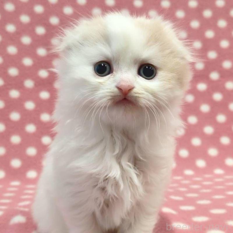 販売中の愛知県のスコティッシュフォールド(折れ耳)-137998の1枚目