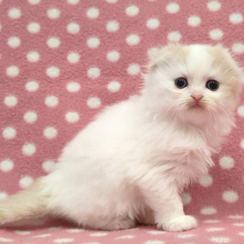 販売中の愛知県のスコティッシュフォールド(折れ耳)-137998の2枚目