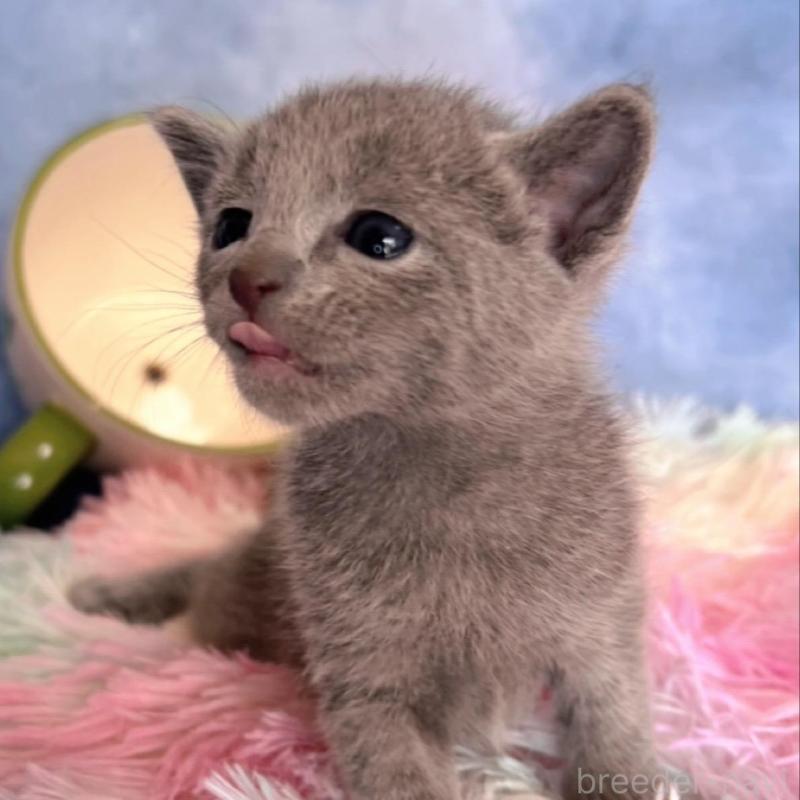 販売中の千葉県のロシアンブルー-137999の7枚目