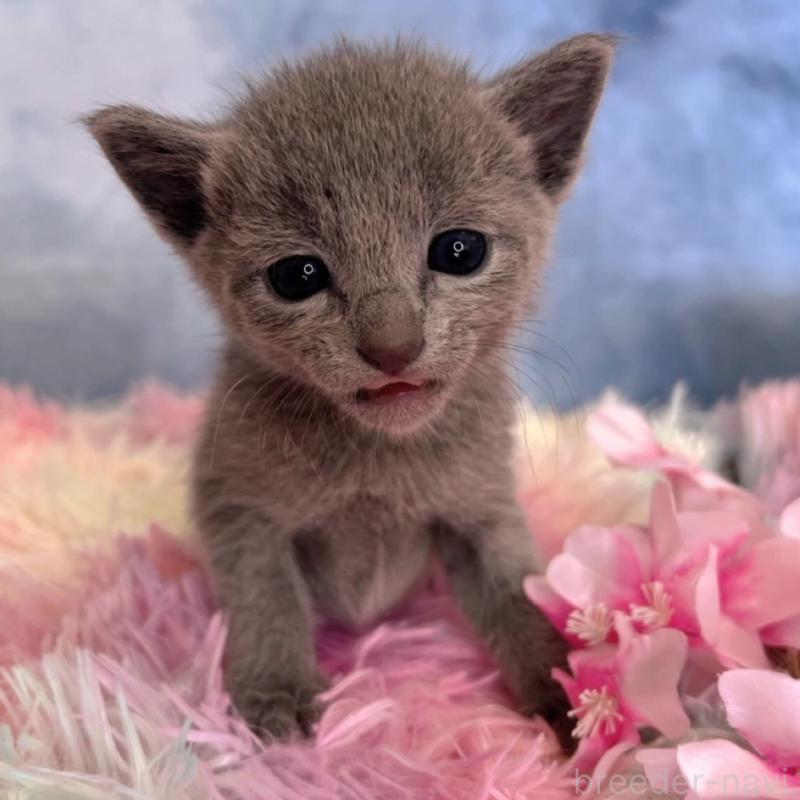 販売中の千葉県のロシアンブルー-137999の6枚目