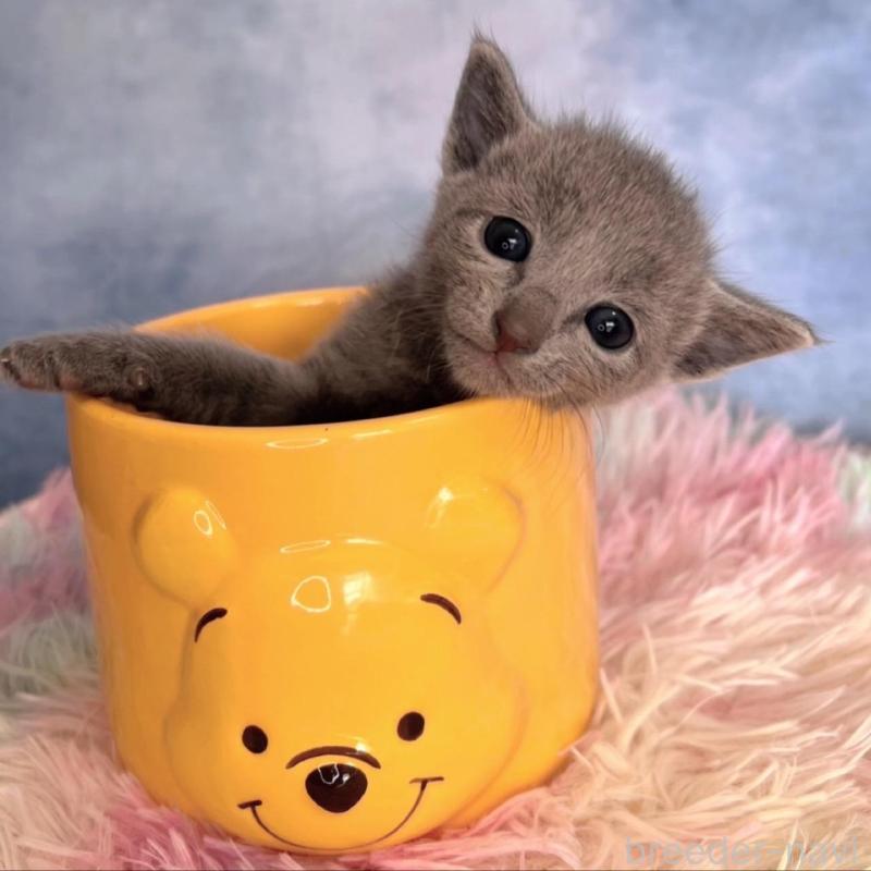 販売中の千葉県のロシアンブルー-137999の5枚目