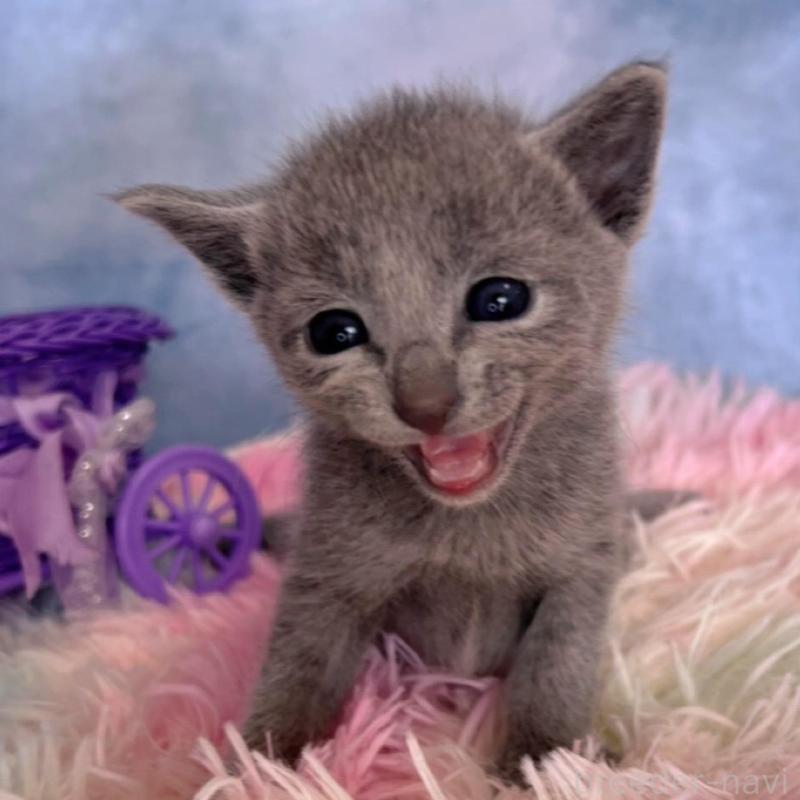 販売中の千葉県のロシアンブルー-137999の4枚目