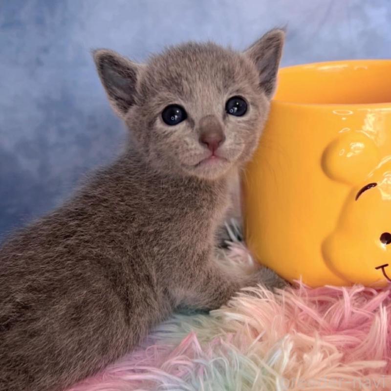 販売中の千葉県のロシアンブルー-137999の3枚目