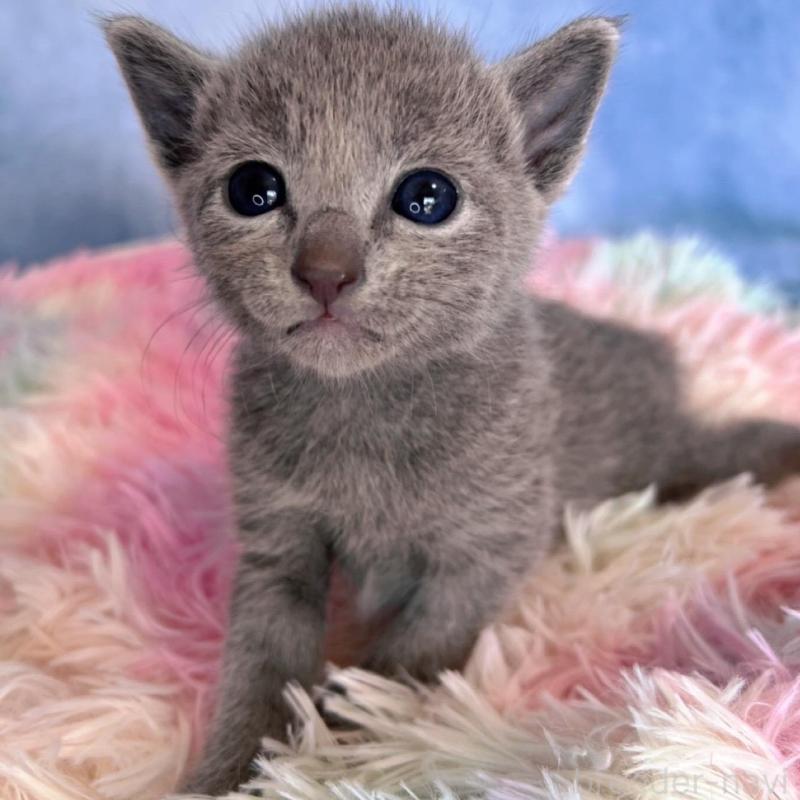 販売中の千葉県のロシアンブルー-137999