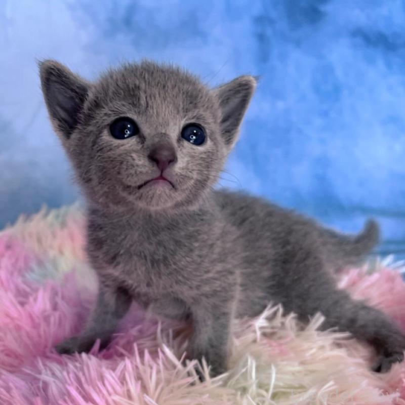 販売中の千葉県のロシアンブルー-137999の2枚目